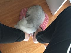 -东方名猫馆·英短金渐层布偶猫舍(环线广场1号楼店)