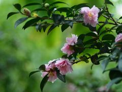 -金花茶公园