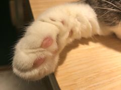 -飞行喵MR PILOT|猫舍·猫咖(静安大融城店)