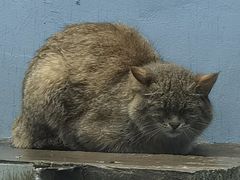 -青藏高原野生动物园