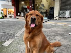 -珍味马边曹五抄手