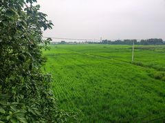 -桤木河湿地公园