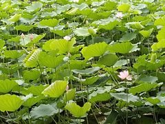 -荔湾湖公园