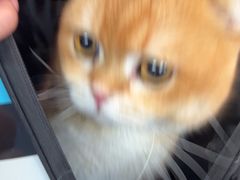 -顺强宠物诊所·狂犬免疫·夜诊·骨科(嘉定店)