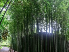 -陈家山荷花公园