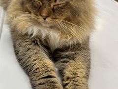 -COLOR PETS 撸猫馆·购猫·猫咖(长风大悦城店)