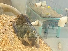 -怪兽屋·羊驼·猫咖·狗咖(俊华广场店)