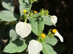 -中国科学院华南植物园