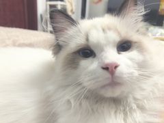 -猫大福·Fortune Cat猫舍(百子湾店)