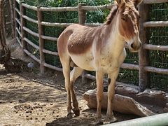 -青藏高原野生动物园