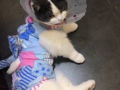 -宠爱国际动物医院· 猫科· 外科·中兽医(长白店)