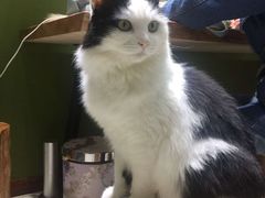 -猫亿天猫咖