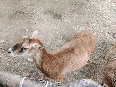 -海南热带野生动植物园
