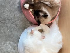 -瞄一喵猫咖(格力海岸店)