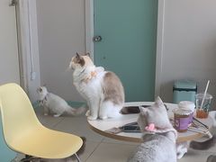 -怪兽屋·羊驼·猫咖·狗咖(俊华广场店)