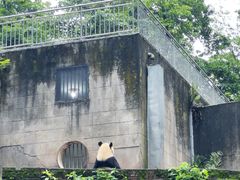 -中国大熊猫保护研究中心雅安碧峰峡基地