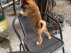 -柴犬高等学院·狗咖·柴犬售卖·宠物训练