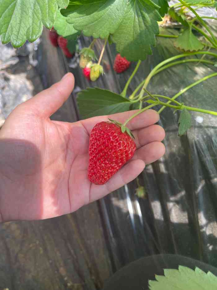 新農人草莓園草莓採摘-