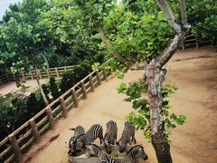 -西霞口神雕山野生动物世界