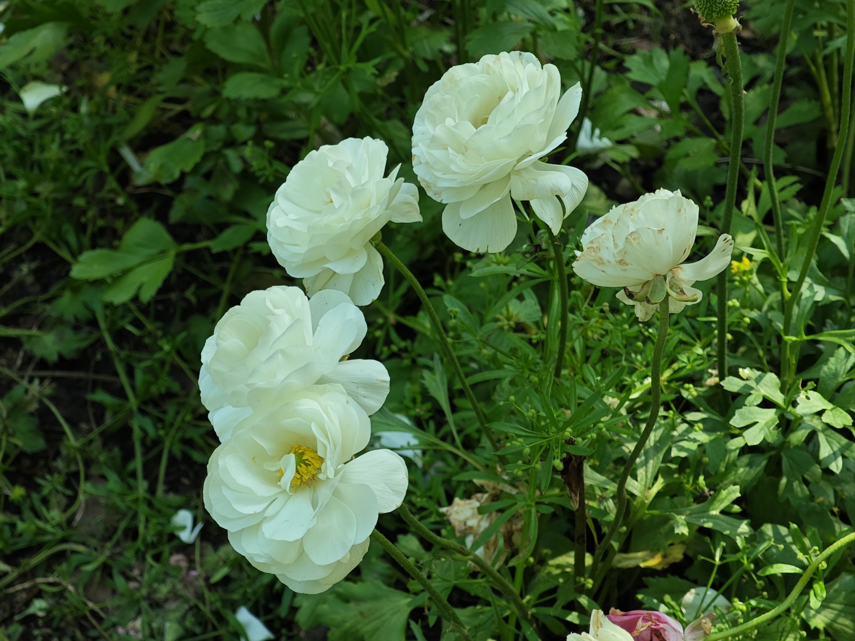 花毛茛真实图片