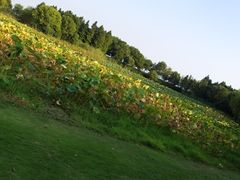 -亭林园-华藏寺