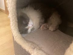 -猫腻·猫咖·撸猫馆(星光大道店)