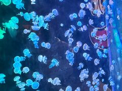 -欢乐海岸海洋奇梦馆