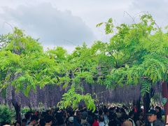 -嘉定紫藤园