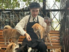 -柴犬高等学院·狗咖·柴犬售卖·宠物训练