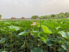 -长春市南湖公园