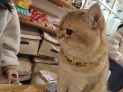 -柴迷FANS CLUB·柴犬狗咖·猫咖