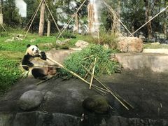 -都江堰中华大熊猫苑