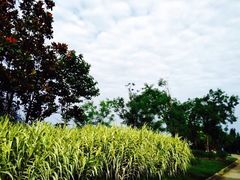 -白鹭湾湿地公园