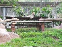 -清迈夜间动物园