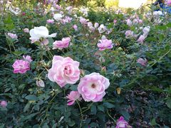 -人民公园(罗湖区)