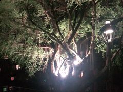 -金鸡山公园