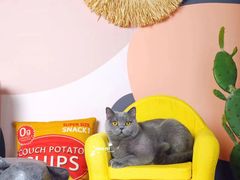 -超宠爱宠物摄影-Super pet