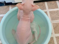 -喵zoo家庭繁育猫舍(尖东智能花园店)