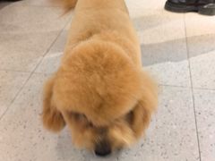 -FAELING PETS美天灵宠物(富力广场店)