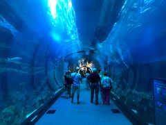 -迪拜水族馆及水下动物园