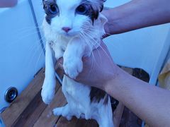 -喵百万·布偶·蓝金金渐层英短·猫舍(百子湾店)