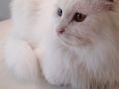 -飞行喵MR PILOT|猫舍·猫咖(静安大融城店)