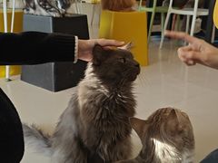 -平行世界·猫咖(首经贸店)