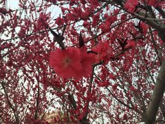 -COSTA COFFEE(水游城店)