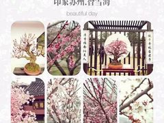 -香雪海