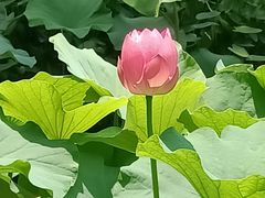 -陈家山荷花公园