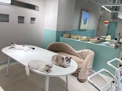 -怪兽屋·羊驼·猫咖·狗咖(俊华广场店)