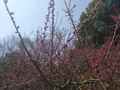 -香雪海