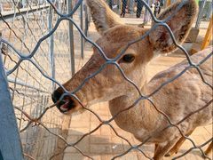 -长白岛森林公园