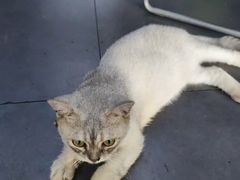 -嘉馨宠物医院·CT影像转诊·心脏科·犬猫全科诊疗中心(下沙大学城院区)